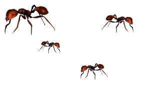 six ants
