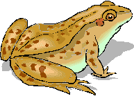 picture of frog
