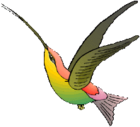 image hummingbird