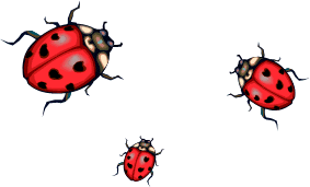 three ladybugs