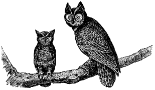 owls on branch