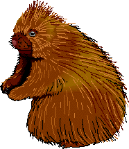 picture of porcupine
