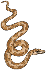 picture of snake