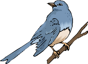 bird drawing