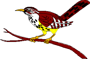 bird drawing