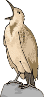 picture of bird