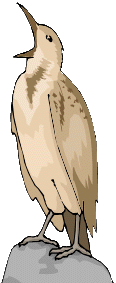 picture of bird
