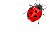 picture ladybug