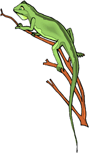 picture of lizard