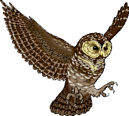 picture of owl