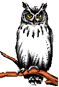 picture of owl