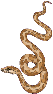 snake drawing