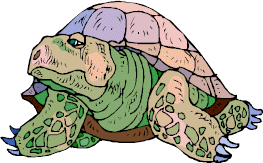 picture of turtle