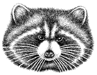 raccoon transparent 140x108.gif (3928 bytes)
